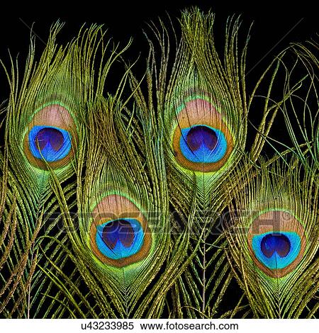 Stock Illustration - Peacock feathers, close up.. Fotosearch