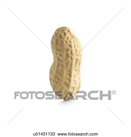 Drawing - Peanut shell against a white background.. Fotosearch