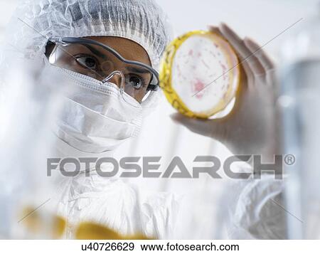 Stock Photo - PROPERTY RELEASED. MODEL RELEASED. Scientist wearing protective clothing whilst viewing bacteria cultures growing in petri dishes in a laboratory.. Fotosearch