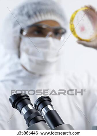 Stock Photograph - PROPERTY RELEASED. MODEL RELEASED. Scientist wearing protective clothing about to view bacteria cultures growing in petri dishes using a microscope in a laboratory.. Fotosearch
