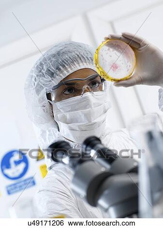 Stock Photograph - PROPERTY RELEASED. MODEL RELEASED. Scientist wearing protective clothing about to view bacteria cultures growing in petri dishes using a microscope in a laboratory.. Fotosearch
