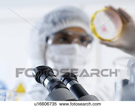 Stock Photography - PROPERTY RELEASED. MODEL RELEASED. Scientist wearing protective clothing about to view bacteria cultures growing in petri dishes using a microscope in a laboratory.. Fotosearch