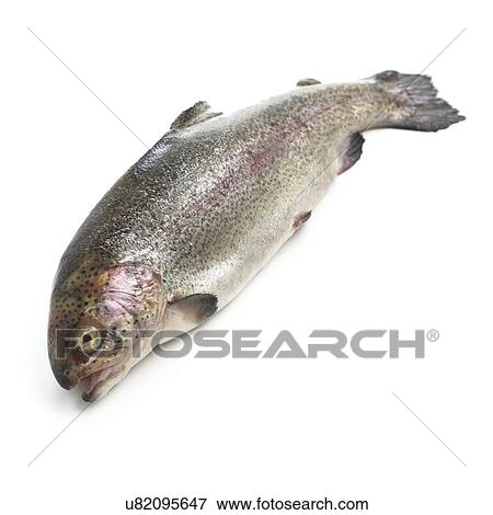 Rainbow trout against a white background. View Large Illustration Stock Illustration - Rainbow trout against a white background.. Fotosearch