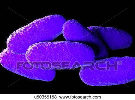 Stock Illustration - Salmonella typhimurium bacteria, computer illustration.. Fotosearch