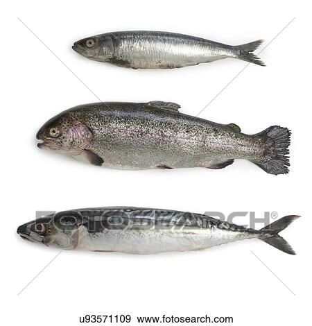 Stock Illustration - Sardine, rainbow trout and mackerel against a white background.. Fotosearch