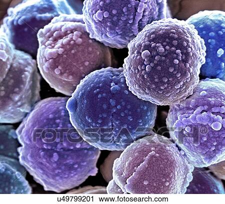 Staphylococcus bacteria, coloured scanning electron micrograph (SEM). Staphylococcus bacteria are an example of cocci (round bacteria). They form grape-like clusters. View Large Illustration Clip Art - Staphylococcus bacteria, coloured scanning electron micrograph (SEM). Staphylococcus bacteria are an example of cocci (round bacteria). They form grape-like clusters.. Fotosearch