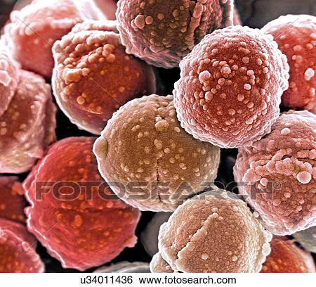 Stock Illustration - Staphylococcus bacteria, coloured scanning electron micrograph (SEM). Staphylococcus bacteria are an example of cocci (round bacteria). They form grape-like clusters.. Fotosearch