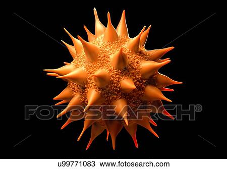 Sunflower pollen, computer illustration. View Large Illustration Drawing - Sunflower pollen, computer illustration.. Fotosearch