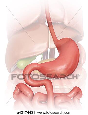 Clip Art - The human stomach, computer artwork.. Fotosearch