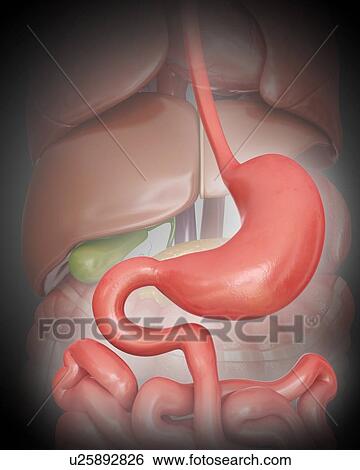 The human stomach, computer artwork. View Large Illustration Stock Illustration - The human stomach, computer artwork.. Fotosearch