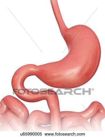 Stock Illustration - The human stomach, computer artwork.. Fotosearch