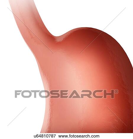 Stock Illustration - The human stomach, computer illustration.. Fotosearch