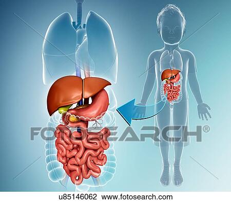 The internal organs of a child, computer artwork. View Large Illustration Drawing - The internal organs of a child, computer artwork.. Fotosearch