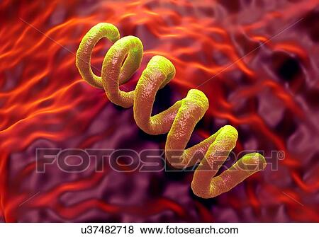 Treponema pallidum syphilis bacterium, computer illustration. View Large Illustration Stock Illustration - Treponema pallidum syphilis bacterium, computer illustration.. Fotosearch