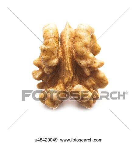 Stock Illustration - Walnut half against a white background.. Fotosearch