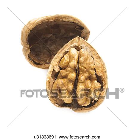 Clip Art - Walnut half in a shell against a white background.. Fotosearch