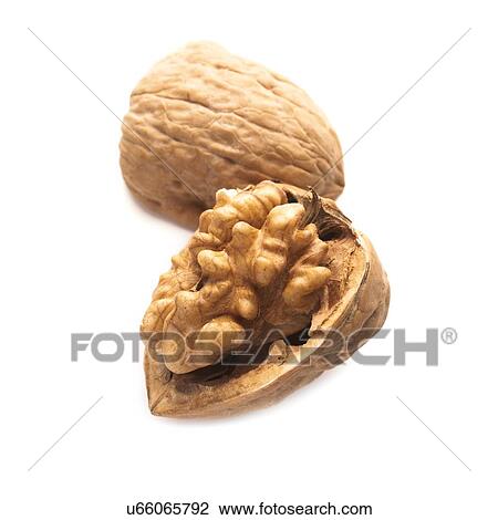 Drawing - Walnut half in a shell against a white background.. Fotosearch