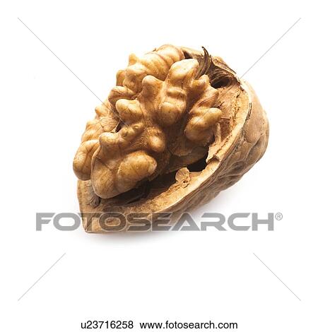 Stock Illustration - Walnut half in a shell against a white background.. Fotosearch