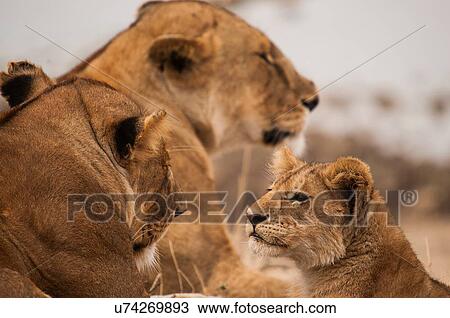 Alert lion cub and lionesses, Masai Mara, Kenya View Large Photo Image Stock Image - Alert lion cub and lionesses, Masai Mara, Kenya. Fotosearch