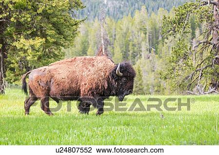 Stock Image - American bison bull, Yellowstone National Park, Wyoming, USA. Fotosearch