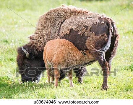 Stock Photograph - American bison, calf feeding in Lamar Valley, Yellowstone National Park, Wyoming, USA. Fotosearch
