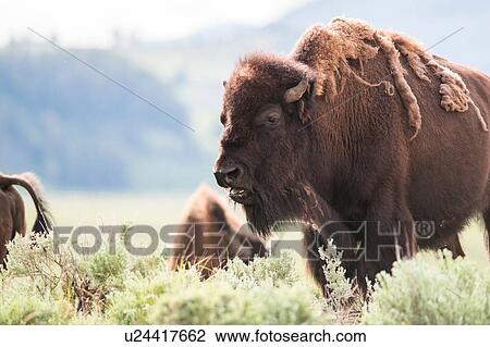 American bison grazing in Lamar Valley, Yellowstone National Park, Wyoming, USA View Large Photo Image Stock Image - American bison grazing in Lamar Valley, Yellowstone National Park, Wyoming, USA. Fotosearch