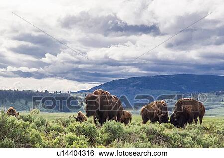 Stock Photograph - American bison in Lamar Valley, Yellowstone National Park, Wyoming, USA. Fotosearch