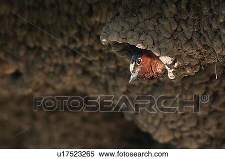 American cliff swallow (petrochelidon pyrrhonota) in nest colony, Yellowstone National Park, Wyoming, USA View Large Photo Image Stock Photography - American cliff swallow (petrochelidon pyrrhonota) in nest colony, Yellowstone National Park, Wyoming, USA. Fotosearch