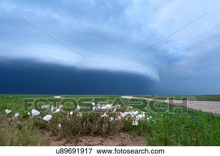 Arcus cloud from storm over rural road and wildflowers, Dalhart, Texas, USA View Large Photo Image Stock Photo - Arcus cloud from storm over rural road and wildflowers, Dalhart, Texas, USA. Fotosearch