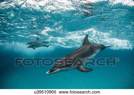 Stock Photography - Atlantic spotted dolphins surfing on waves, looking at camera, Northern Bahamas Banks, Bahamas. Fotosearch