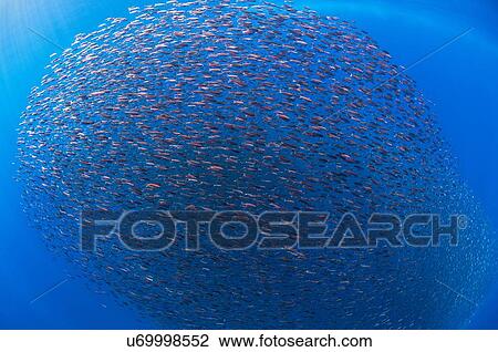 Baby snapper gather in a defensive ball, offshore San Benedicto Island, Colima, Mexico View Large Photo Image Stock Image - Baby snapper gather in a defensive ball, offshore San Benedicto Island, Colima, Mexico. Fotosearch
