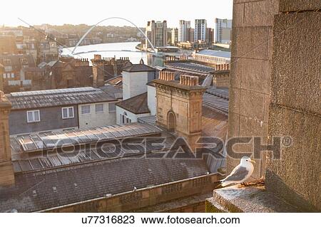 Stock Image - Black-legged Kittiwake (Rissa tridactyla) on ledge of building, Newcastle upon Tyne, Tyne and Wear, UK. Fotosearch