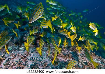 Blue Striped Snappers foraging seabed, Cocos Island, Costa Rica View Large Photo Image Stock Image - Blue Striped Snappers foraging seabed, Cocos Island, Costa Rica. Fotosearch