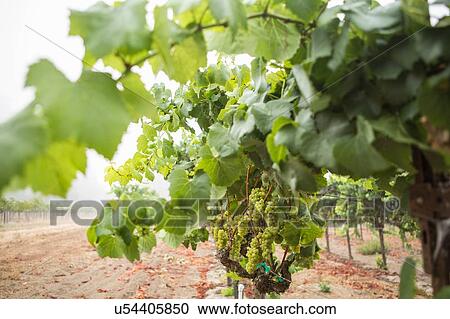 Bunches of grapes on grapevine in vineyard, Sebastapol, California, USA View Large Photo Image Stock Image - Bunches of grapes on grapevine in vineyard, Sebastapol, California, USA. Fotosearch