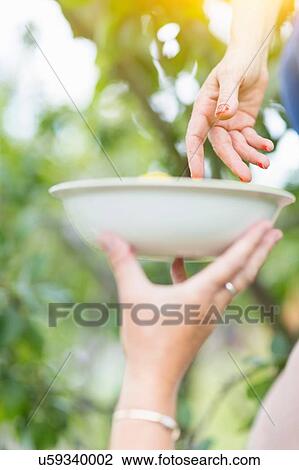 Close up of mature woman hands placing picked plum into mothers bowl in orchard View Large Photo Image Stock Image - Close up of mature woman hands placing picked plum into mothers bowl in orchard. Fotosearch