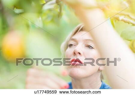 Stock Photo - Close up of mature woman reaching to pick plums in orchard. Fotosearch
