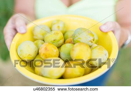 Close up of senior woman hands holding yellow bowl of picked plums View Large Photo Image Stock Photography - Close up of senior woman hands holding yellow bowl of picked plums. Fotosearch