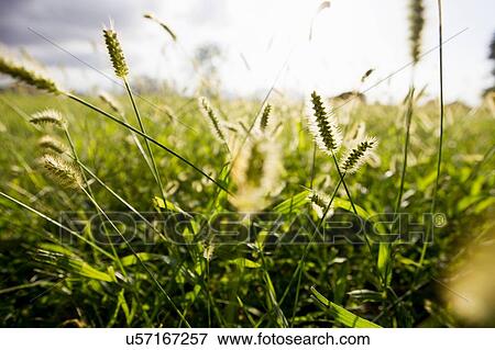 Close up of sunlit long grasses in field View Large Photo Image Stock Photo - Close up of sunlit long grasses in field. Fotosearch