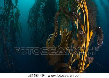 Close up underwater view of Kelp (macrocystis pyrifera) seed pods, Ensenada, Baja California, Mexico View Large Photo Image Picture - Close up underwater view of Kelp (macrocystis pyrifera) seed pods, Ensenada, Baja California, Mexico. Fotosearch