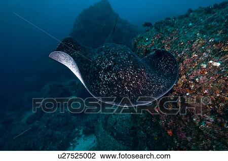 Common Marbled Ray gliding over seabed, Cocos Island, Costa Rica View Large Photo Image Stock Image - Common Marbled Ray gliding over seabed, Cocos Island, Costa Rica. Fotosearch