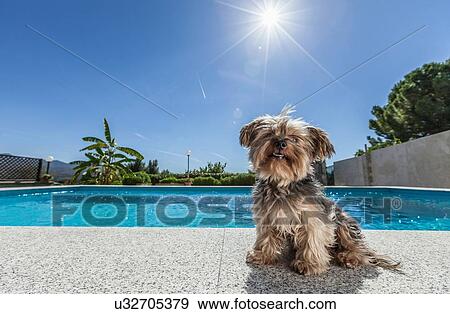 Dog sitting by swimming pool on sunny day View Large Photo Image Stock Photo - Dog sitting by swimming pool on sunny day. Fotosearch