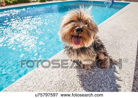 Stock Photo - Dog sitting by swimming pool on sunny day. Fotosearch