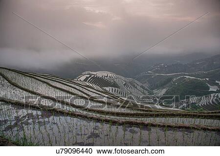 Stock Image - Elevated view of paddy fields at Longsheng terraced ricefields, Guangxi Zhuang, China. Fotosearch