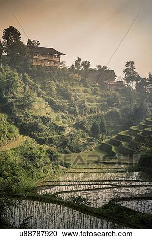 Elevated view of paddy fields at Longsheng terraced ricefields, Guangxi Zhuang, China View Large Photo Image Stock Image - Elevated view of paddy fields at Longsheng terraced ricefields, Guangxi Zhuang, China. Fotosearch