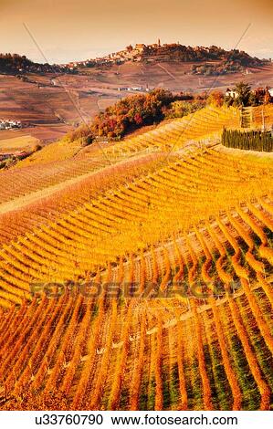 Stock Image - Elevated view of rows of hill vineyards, Langhe, Piedmont Italy. Fotosearch