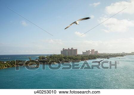 Stock Image - Elevated view of seagulls flying over Nassau, Bahamas. Fotosearch