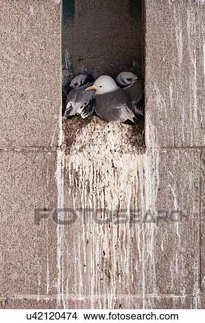 Family of Black-legged Kittiwakes (Rissa tridactyla) in nest on ledge of building View Large Photo Image Picture - Family of Black-legged Kittiwakes (Rissa tridactyla) in nest on ledge of building. Fotosearch