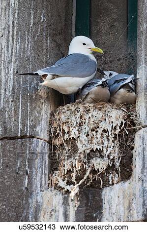 Stock Image - Family of Black-legged Kittiwakes (Rissa tridactyla) in nest on ledge of building. Fotosearch