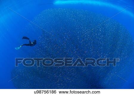 Freediver and school of baby snapper fish in baitball, San Benedicto Island, Colima, Mexico View Large Photo Image Stock Photograph - Freediver and school of baby snapper fish in baitball, San Benedicto Island, Colima, Mexico. Fotosearch