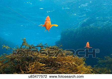 Stock Image - Front view of garabaldi fish over kelp reef, Guadalupe Island, Baja California, Mexico. Fotosearch